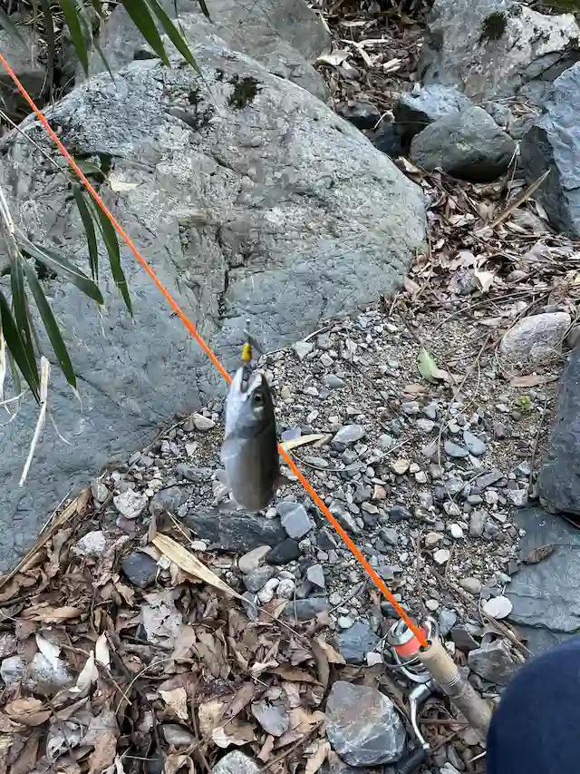 マウンテンさん写真